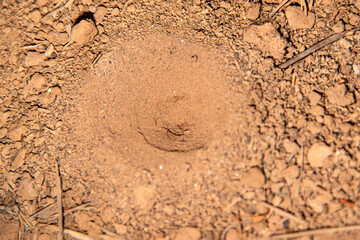 Trap for the prey of the elephant insect