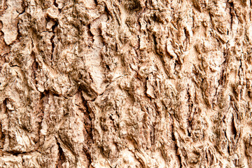 The skin of the bark