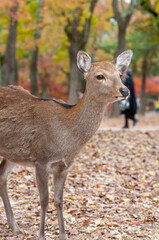 紅葉と鹿
