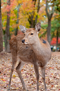奈良の鹿 の画像 16 687 件の Stock 写真 ベクターおよびビデオ Adobe Stock 奈良の鹿 の画像 16 687 件の Stock 写真 ベクターおよびビデオ Adobe Stock