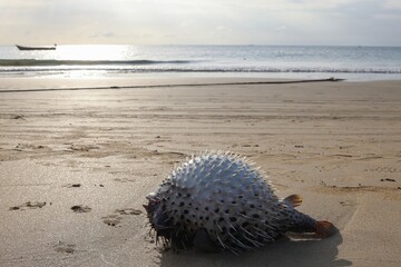 pufferfish dead on a seashore