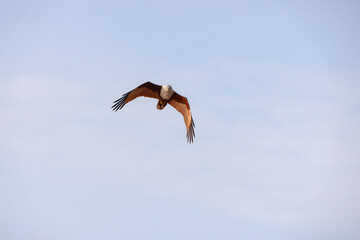 kite in flight