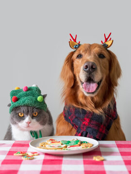 Golden Retriever and British Shorthair at the table with biscuits