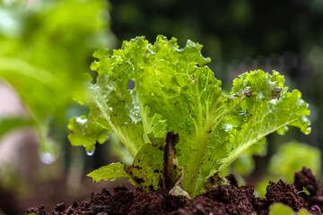 Close-up with selective focus  of young green lettuce in Brazil