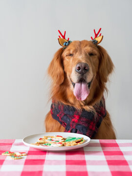 Golden Retriever and cookies on the table
