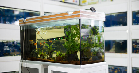 Fototapeta na wymiar Aquarium with goldfish and algae for sale in the pet shop