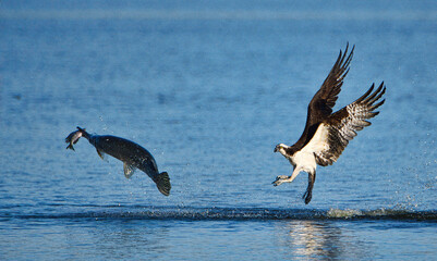 Gar Steals Fish From Osprey