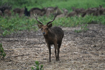 Rusa timorensis is the Javan rusa or Sunda sambar  in savannah at edge of forest conservation,...