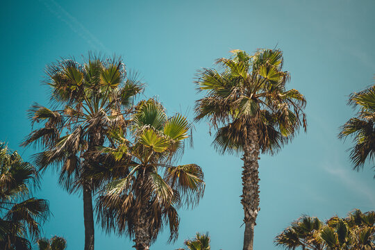 Summer Palm Trees
