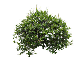 Tropical  shrub bush tree isolated  plant with clipping path.