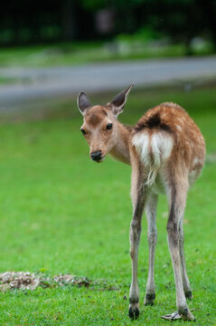 奈良の鹿 の画像 16 196 件の Stock 写真 ベクターおよびビデオ Adobe Stock