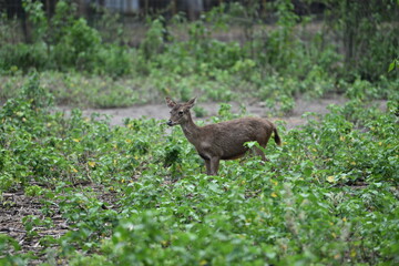 Rusa timorensis is the Javan rusa or Sunda sambar  in savannah at edge of forest conservation, rarely seen in the open and are very difficult to approach due to their keen senses and cautious instinct