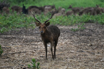 Naklejka na ściany i meble Rusa timorensis is the Javan rusa or Sunda sambar in savannah at edge of forest conservation, rarely seen in the open and are very difficult to approach due to their keen senses and cautious instinct