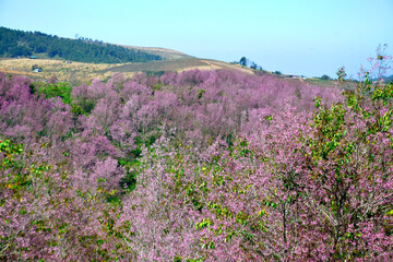 Obraz premium Pink cherry blossoms blooming in winter in Phu Hin Rong Kla National Park