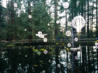 reflection of trees in water