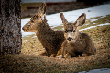 Fototapeta premium Wild Animals