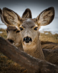 Wild Animals