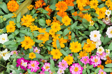 Obraz premium Beauty of colorful daisy flowers