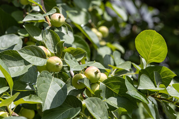 Branch of wild apple tree with small bright yellow apples and green leaves is in a park in summer