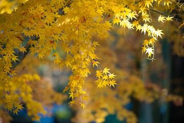 Fototapeta na wymiar Autumn leaves fall leaves yellow leaves
