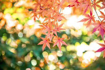 Autumn leaves fall leaves  yellow leaves