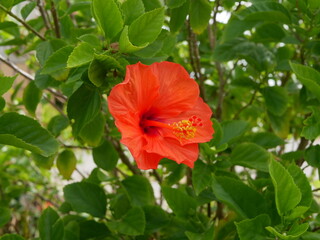 沖縄に咲く赤い花ハイビスカス