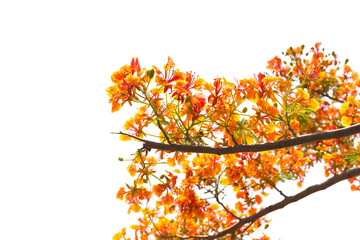 Flame Tree or Royal Poinciana Tree on white background