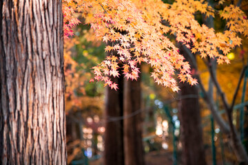Autumn leaves fall leaves  yellow leaves