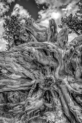 Black and White Trees