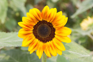 sunflower in farm, close up