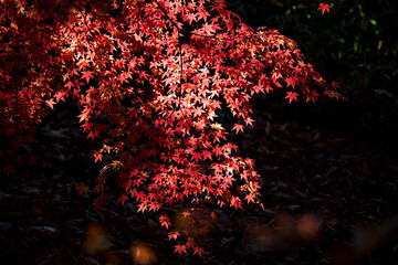Autumn leaves  autumn foliage fall leaves  red leaves