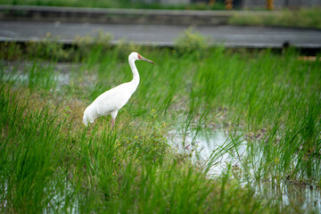 Siberian Crane(Snow Crane) standing in a roadside farm field.