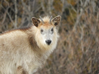 ニホンカモシカ