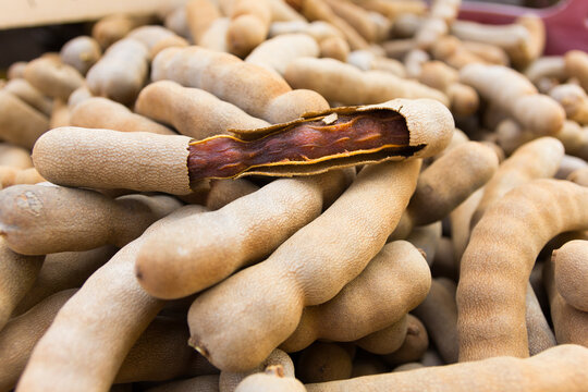 Group of ripe sweet tamarind pods