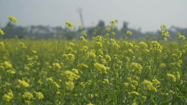 Mustard flowers are blooming in the vast field.