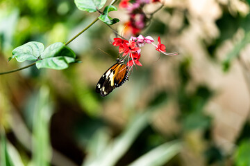butterfly on flower