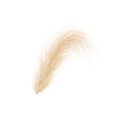Pampas grass. Floral ornament elements in boho style. Vector illustration isolated on white background. Trendy design for wedding invitations, postcards, interior or flower arrangements.