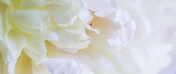 Soft focus, abstract floral background, white peony flower petals. Macro flowers backdrop for holiday brand design