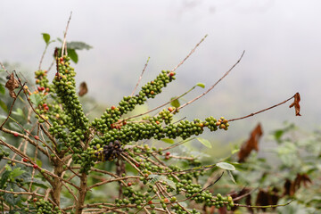 organic arabica coffee beans on brance tree in farm.green Robusta and arabica coffee berries by...