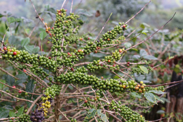 organic arabica coffee beans on brance tree in farm.green Robusta and arabica coffee berries by agriculturist hands,Worker Harvest arabica coffee berries on its branch, agriculture concept.