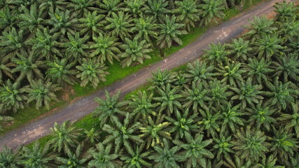 Palm Oil Road Diagonal Aerial View