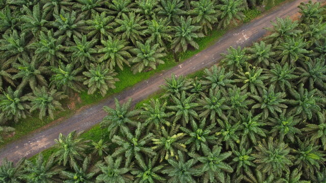 Palm Oil Road Diagonal Aerial View