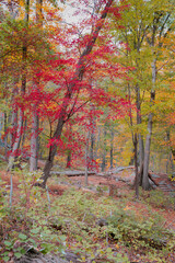 Beautiful Autumn View in Bear Mountain State Park