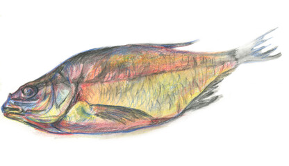 dried fish bream graphic sketch  - 478246955