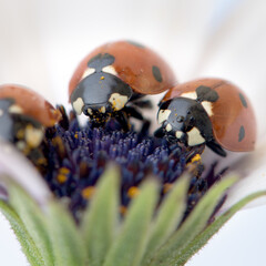 Ladybug on white and purple flower. Red insect with black dots. Microphotography.