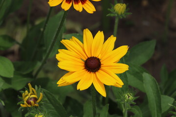 初夏の公園に咲くルドベキアの花