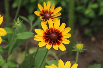 初夏の公園に咲くルドベキアの花