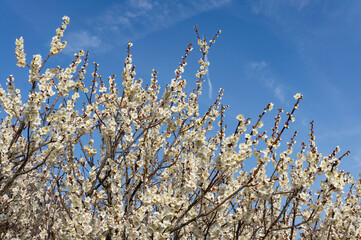 満開の白梅