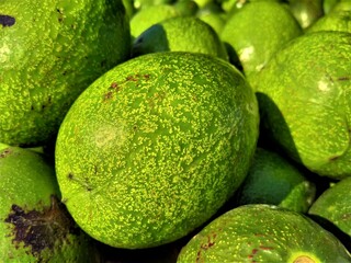 Green and Fresh Avocado