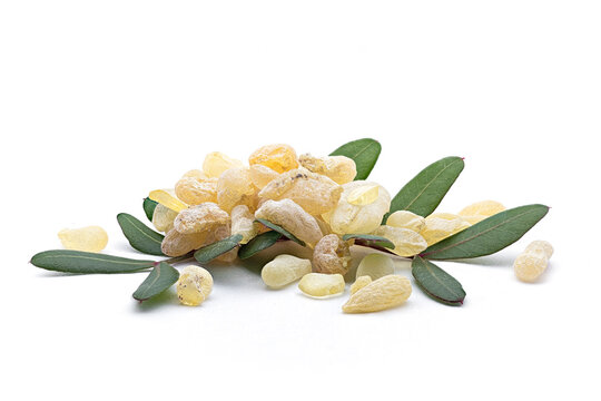 Chios mastic tears with lentisk (Pistacia lentiscus) leaves on a white background
